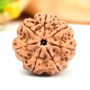 Original 7 Mukhi Rudraksha – Wealth & Prosperity Bead