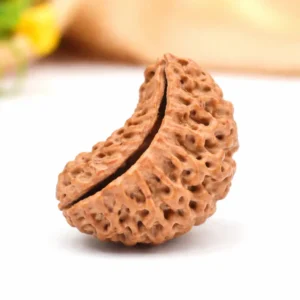 Original 1 Mukhi Rudraksha (Ek Mukhi) – Divine Power Bead