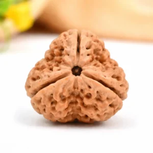 Original 3 Mukhi Rudraksha – Energy & Confidence Bead