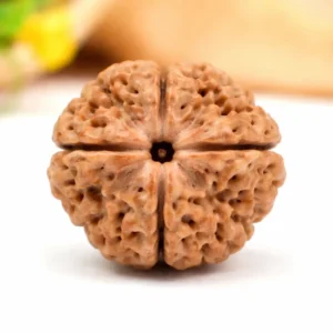 Original 4 Mukhi Rudraksha – Wisdom & Knowledge Bead
