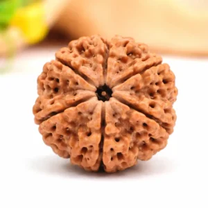 Original 6 Mukhi Rudraksha – Strength & Confidence Bead