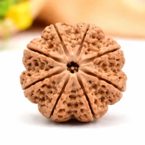 Original 8 Mukhi Rudraksha – Success & Obstacle Removal Bead