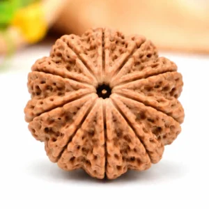 Original 10 Mukhi Rudraksha – Protection & Positivity Bead