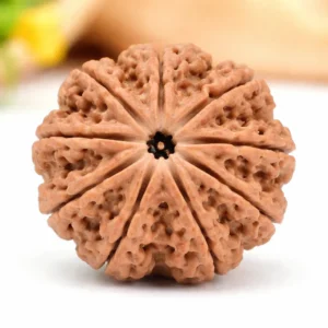 Original 9 Mukhi Rudraksha – Power & Protection Bead