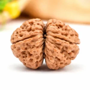 Original 2 Mukhi Gauri Shankar Rudraksha – Divine Union Bead